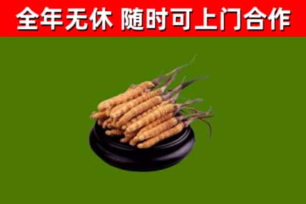 杞县回收冬虫夏草