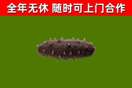 杞县回收海参干